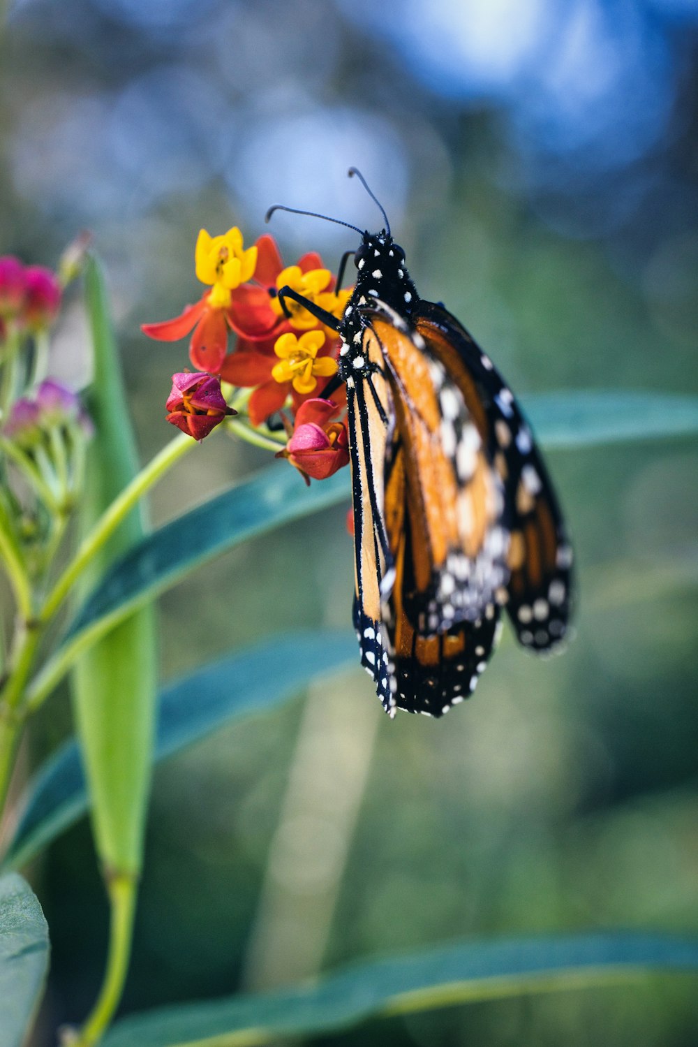 a close up of a butterfly on a flower