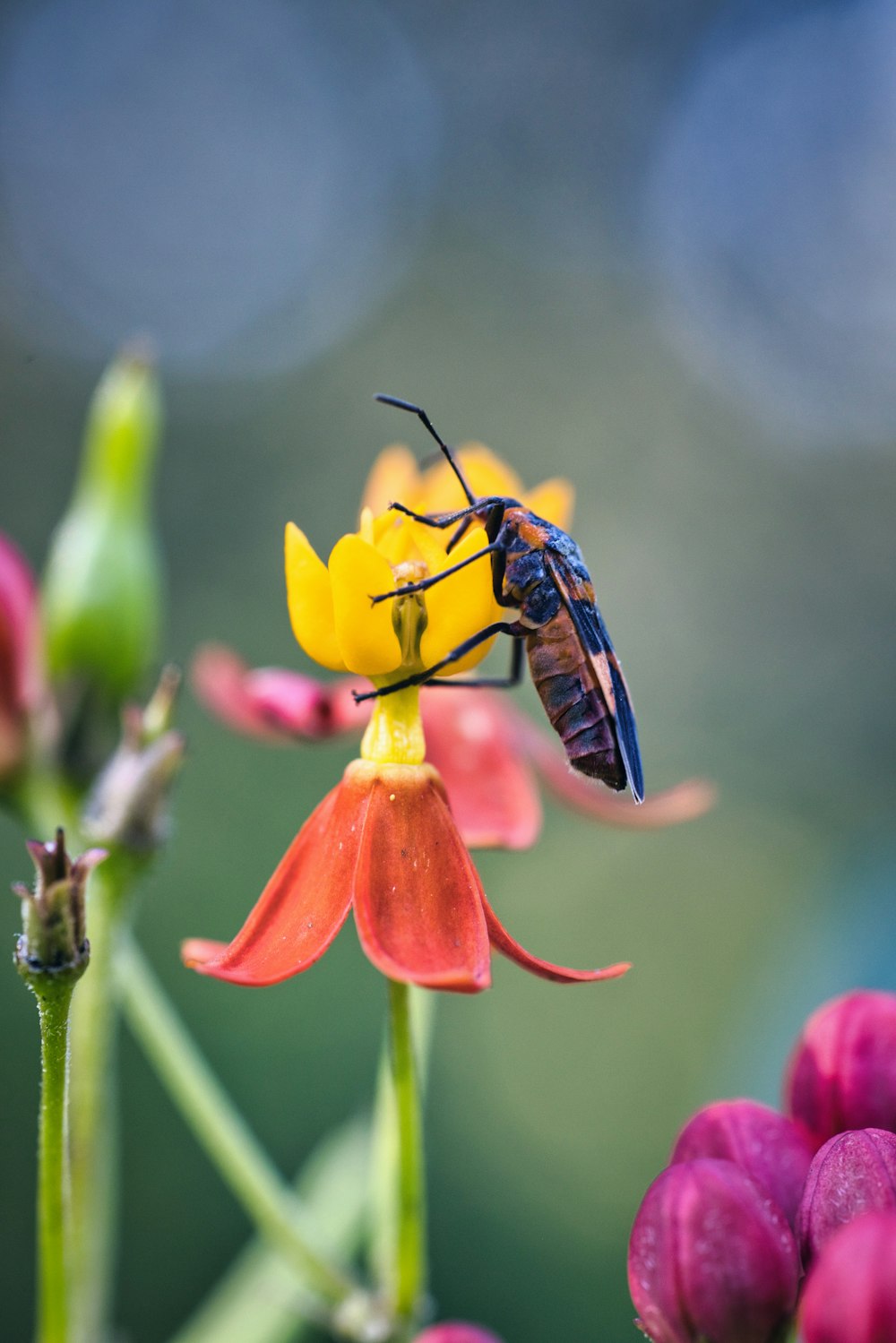 a bug on a flower with a blurry background