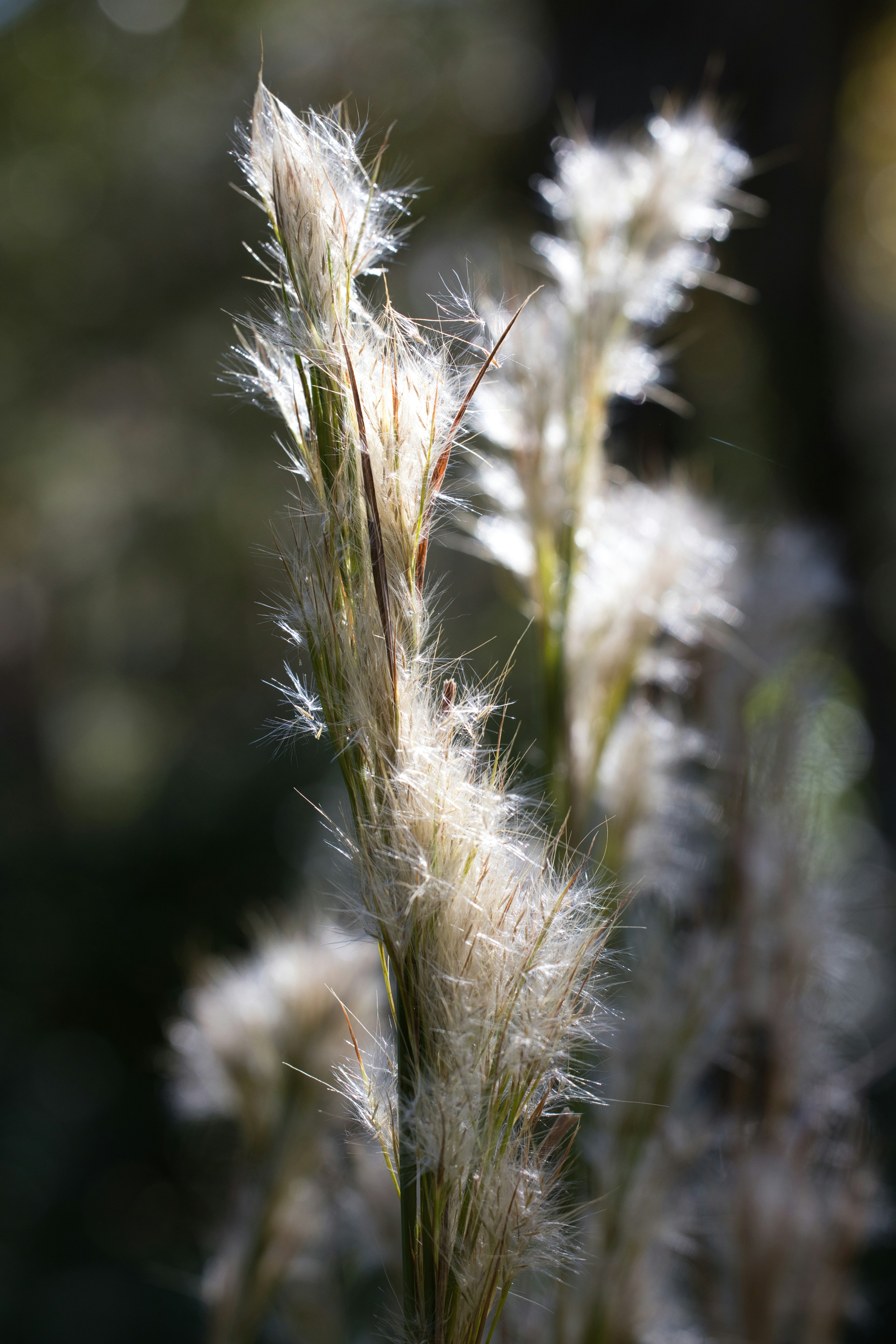 Photo by thephotochad