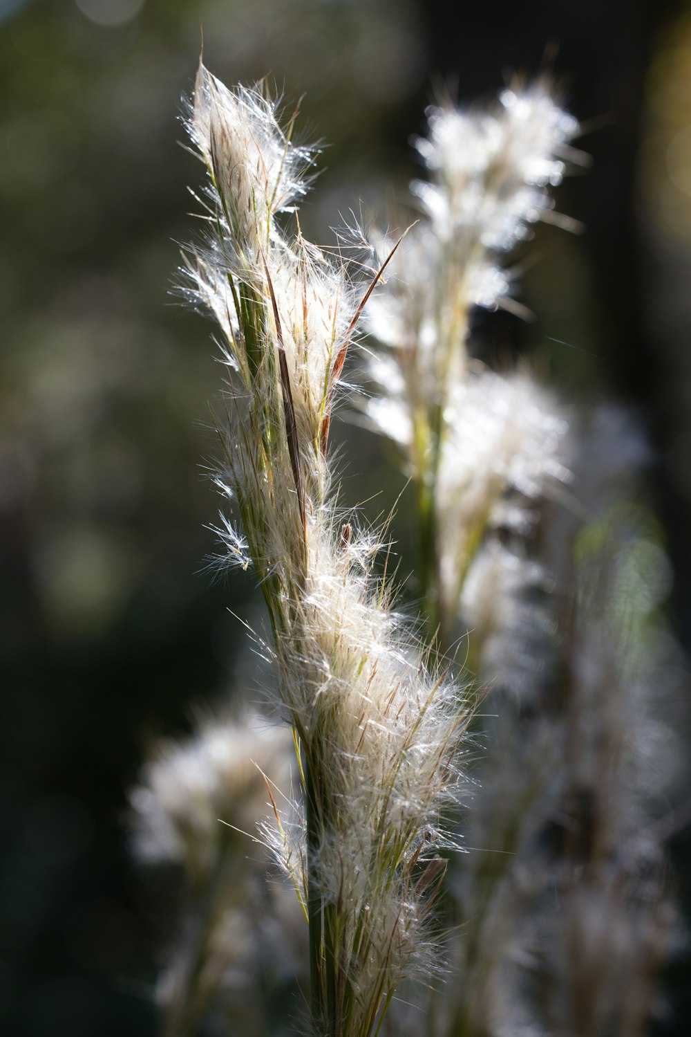 um close up de uma planta com muitas flores brancas