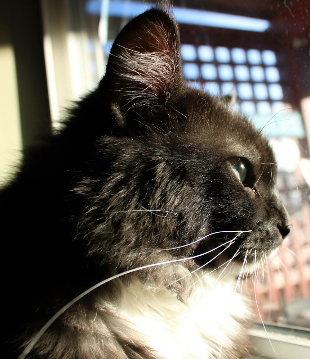 a black and white cat looking out a window