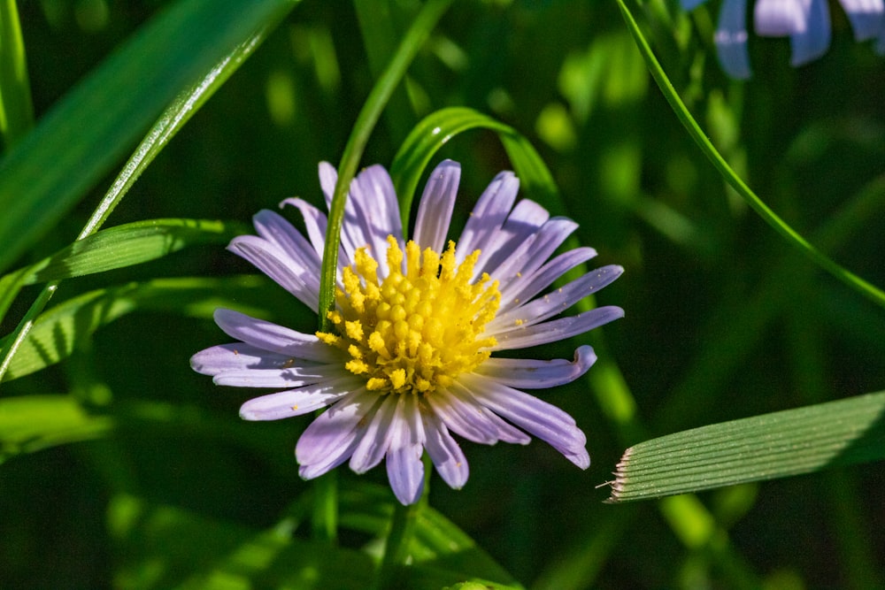 a close up of a purple and yellow flower