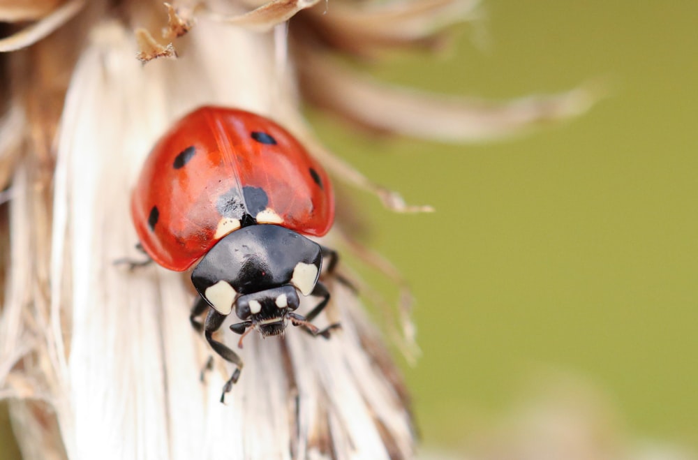 a close up of a lady bug on a plant