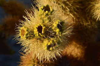 Close-up of a vibrant green cactus with tiny spines under warm sunlight.