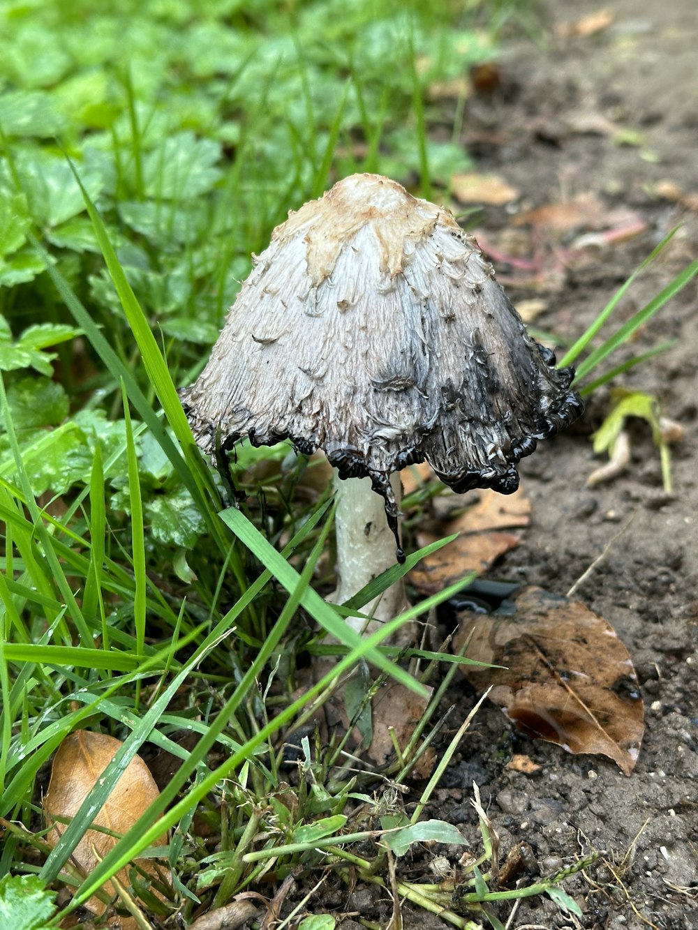 a close up of a mushroom on the ground