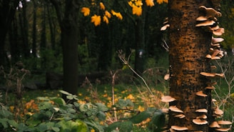 A tree trunk covered with clusters of beige mushrooms is situated in a lush forest setting. Leaves on the ground and surrounding vegetation indicate an autumn season, with some leaves still clinging to branches in shades of yellow and orange. The backdrop of dense trees creates a dark, natural atmosphere.