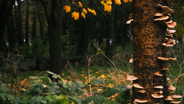 A tree trunk covered with clusters of beige mushrooms is situated in a lush forest setting. Leaves on the ground and surrounding vegetation indicate an autumn season, with some leaves still clinging to branches in shades of yellow and orange. The backdrop of dense trees creates a dark, natural atmosphere.