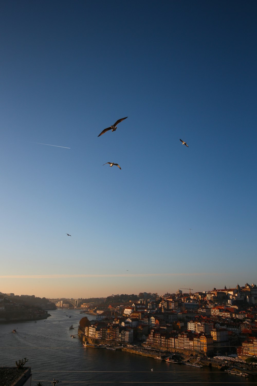 a group of birds flying over a city