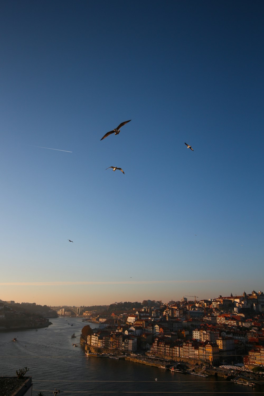 un gruppo di uccelli che sorvolano una città