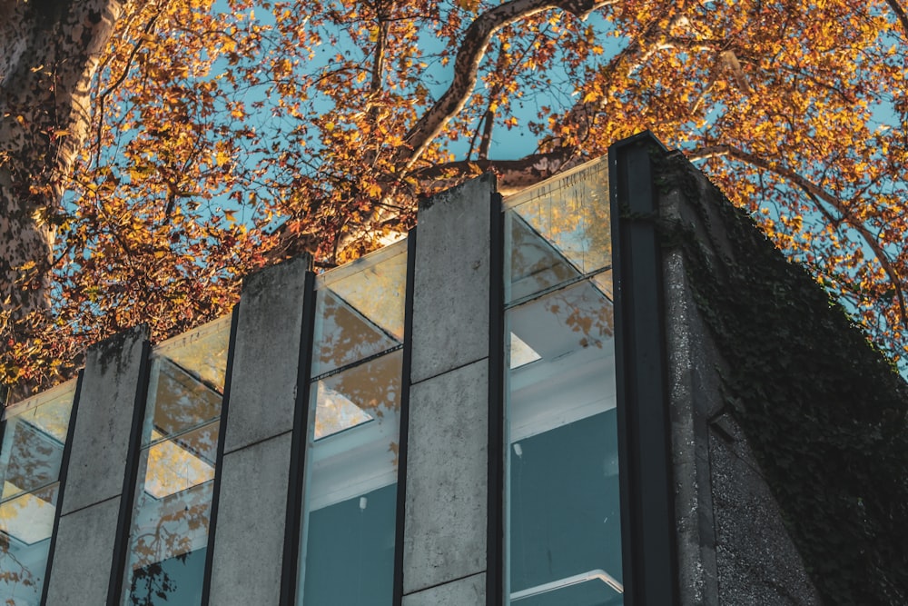 a tall building with a tree in front of it