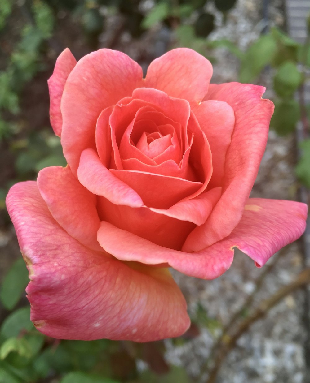 a pink rose is blooming in a garden