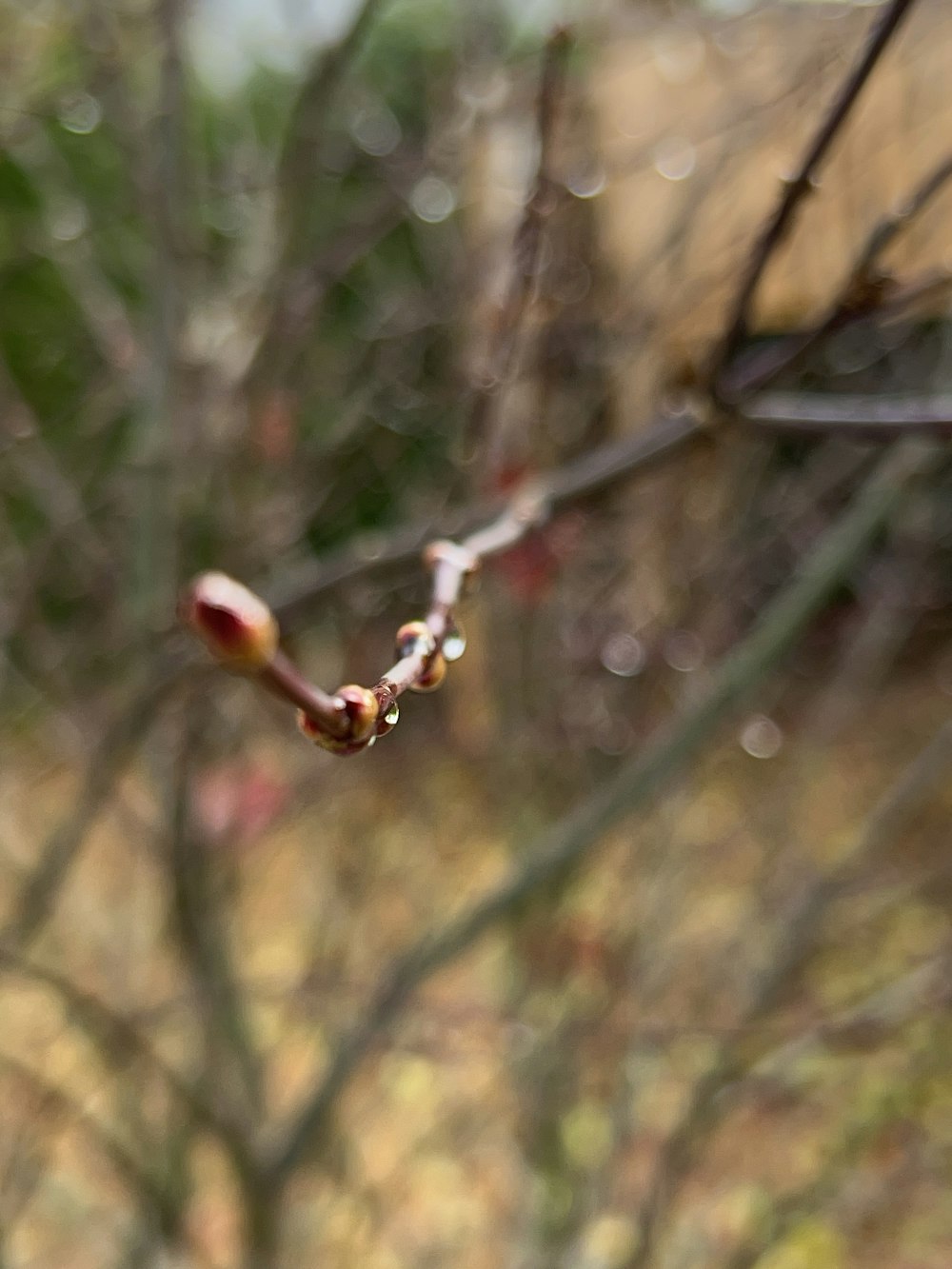 a tree branch with a few buds on it