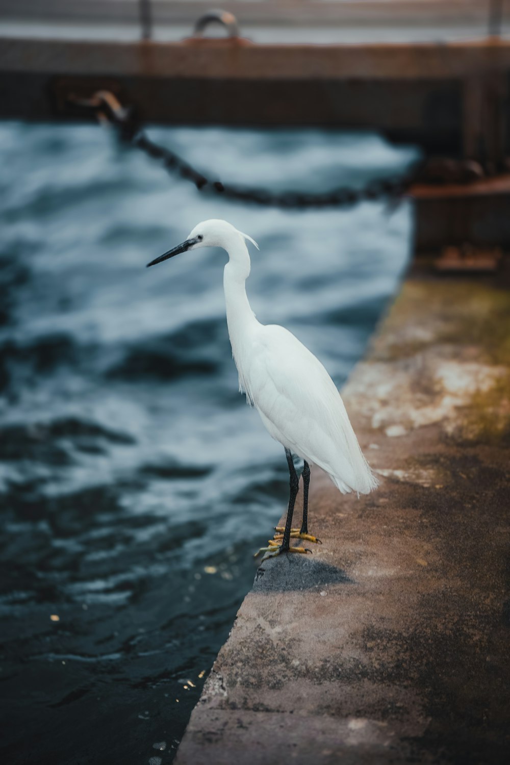 a white bird standing on a dock next to the water
