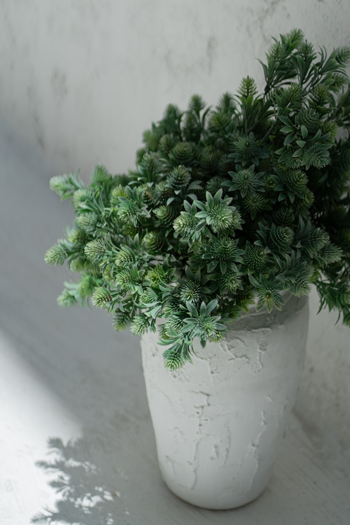 Lush Money Plant