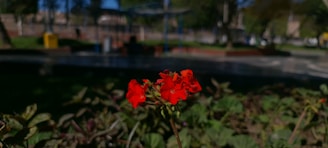 A red flower in focus stands out against a blurred background in an outdoor setting, with green foliage surrounding it and a park-like area visible in the distance.