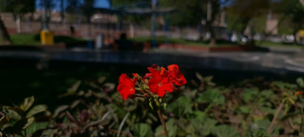 A red flower in focus stands out against a blurred background in an outdoor setting, with green foliage surrounding it and a park-like area visible in the distance.