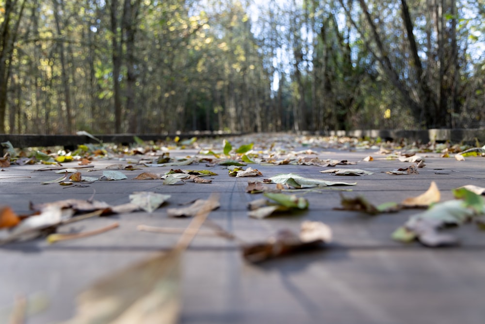 leaves on the ground in a park with trees in the background