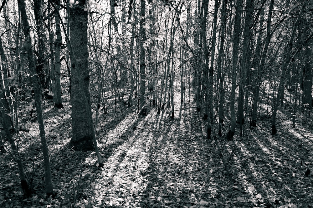 a black and white photo of a forest