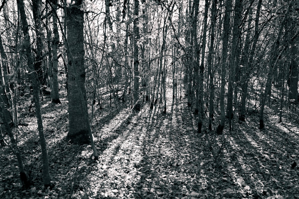 Una foto en blanco y negro de un bosque