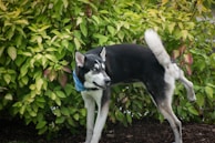 A black and white dog with a blue bandana is lifting its leg near a dense green bush. The garden setting is lush with vividly green leaves, and the dog's fur contrasts with the surroundings.