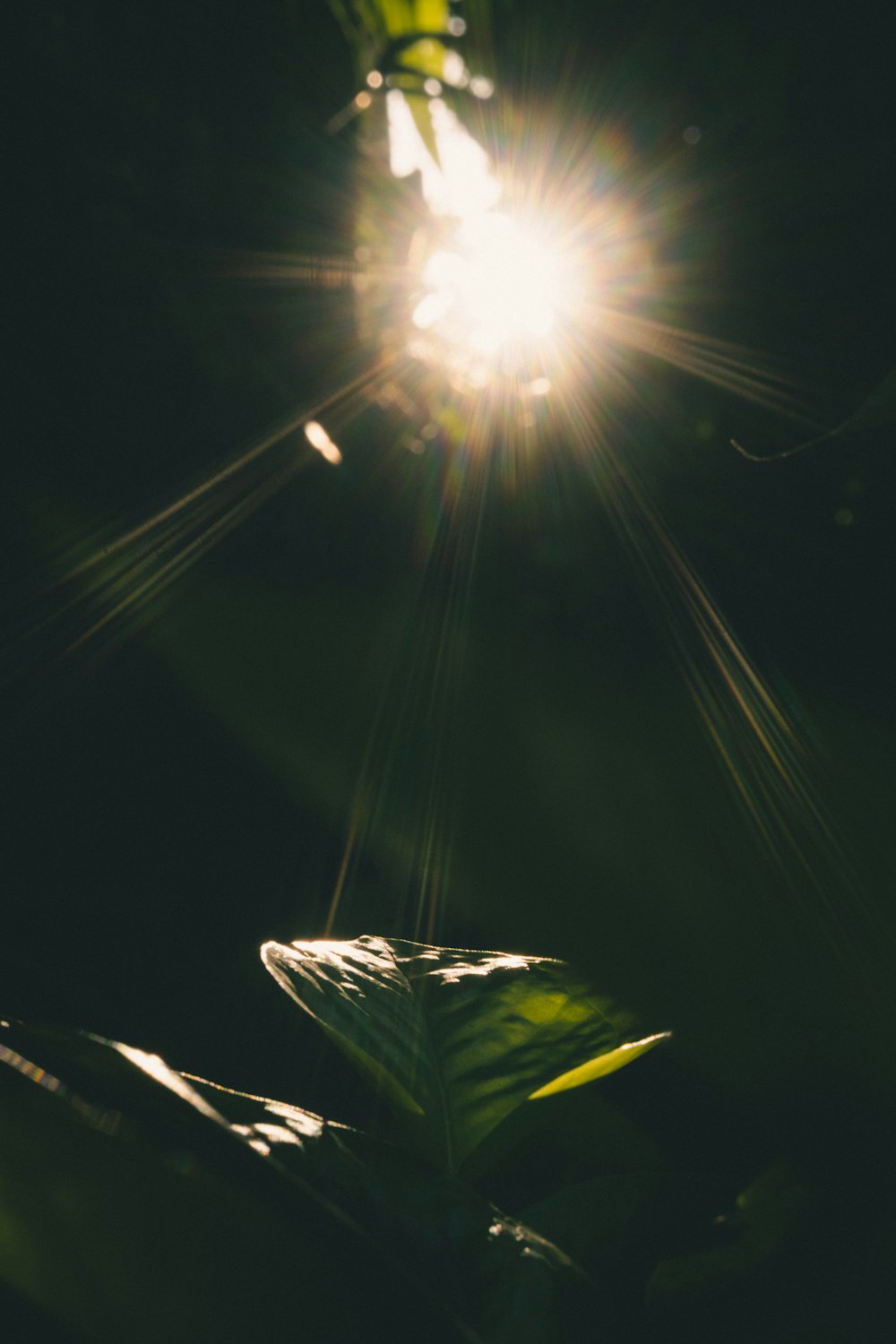 the sun shines brightly through the leaves of a plant