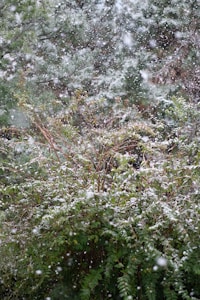Snowflakes gently fall over a lush green garden, creating a picturesque winter scene. The snow lightly covers the branches and leaves, adding a layer of white to the natural greenery.