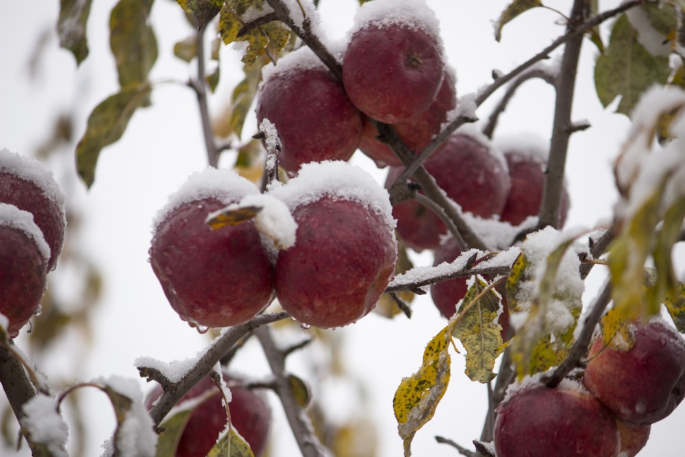 a tree filled with lots of snow covered apples