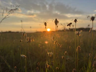 Serene landscape of Yucatán’s lush vegetation with bees flying gently around wildflowers at dawn.