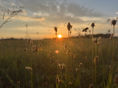 A serene landscape featuring wildflowers, essential for bee foraging.