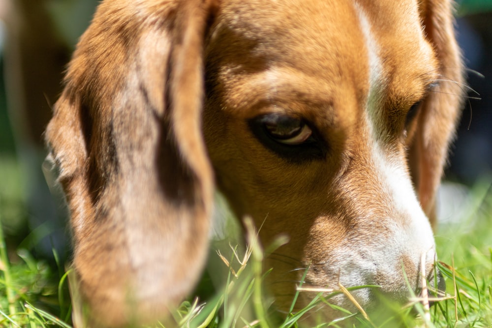 un gros plan d’un chien dans l’herbe