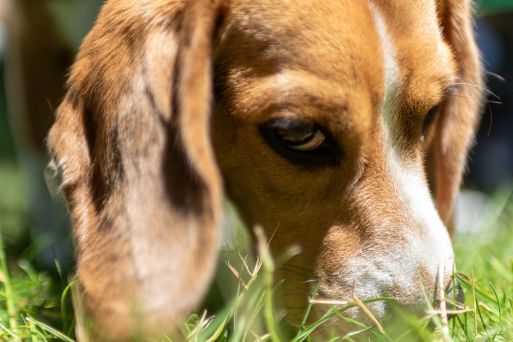 a close up of a dog in the grass