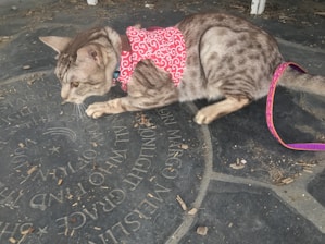 A cat with a spotted, sandy-colored coat is wearing a red harness with a white swirl pattern. The cat is crouched on a stone surface that has circular engravings of text and symbols, with small pieces of debris scattered around.