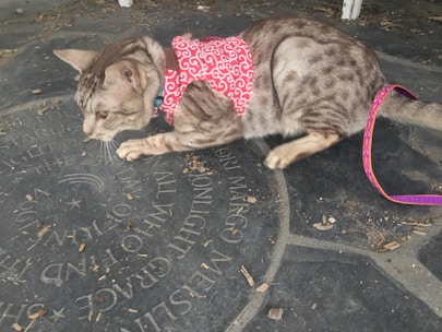 A cat with a spotted, sandy-colored coat is wearing a red harness with a white swirl pattern. The cat is crouched on a stone surface that has circular engravings of text and symbols, with small pieces of debris scattered around.
