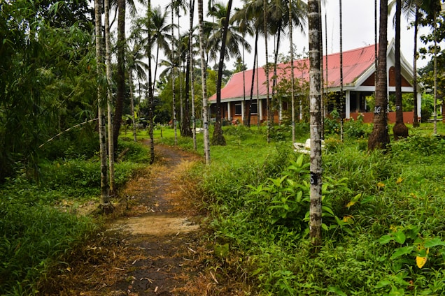 A quaint rural house with a red roof is nestled amid tall palm trees and lush green vegetation. A narrow pathway leads to the house, surrounded by dense greenery, conveying a serene and idyllic countryside setting.