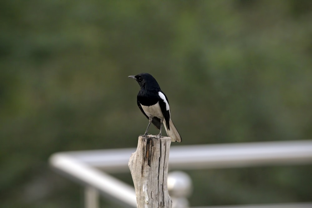 a black and white bird sitting on top of a piece of wood