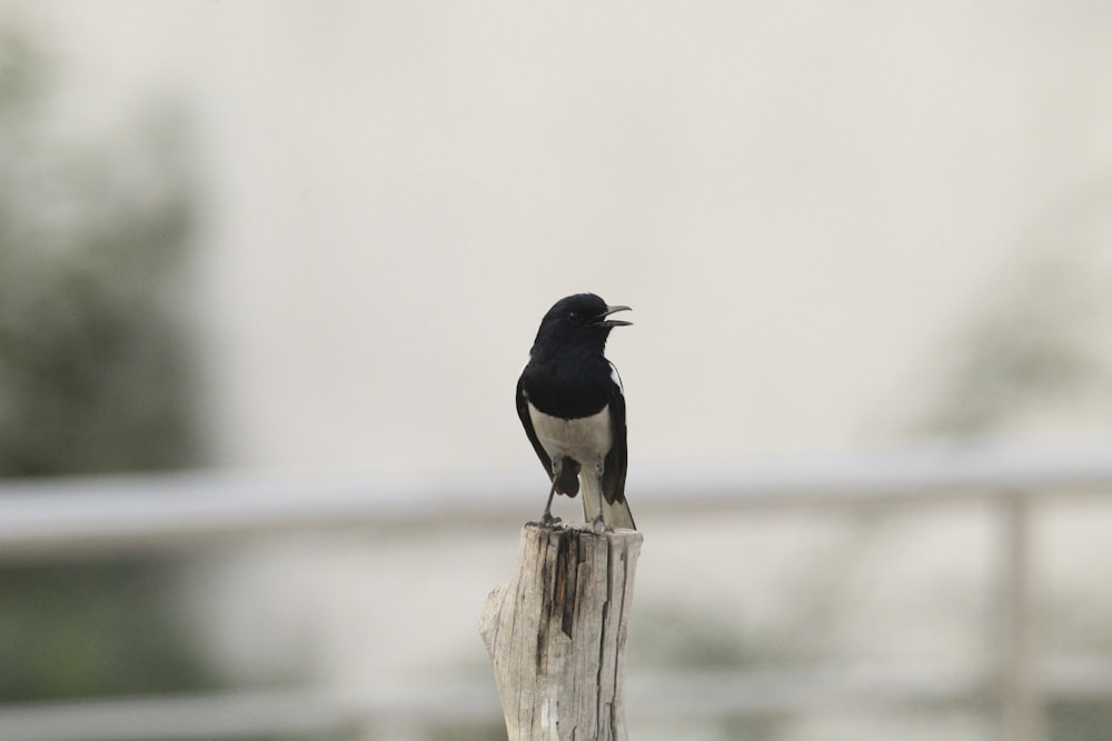 a black and white bird sitting on a wooden post