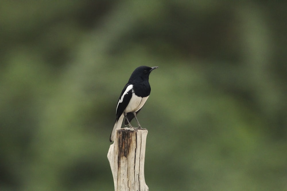 a black and white bird sitting on top of a wooden post