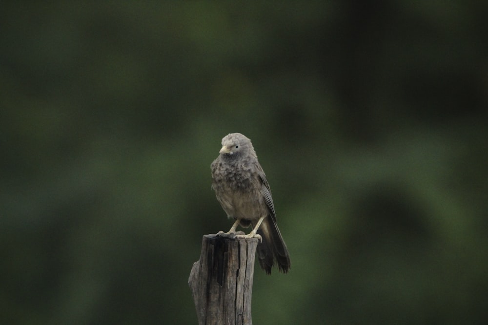 a small bird sitting on top of a wooden post