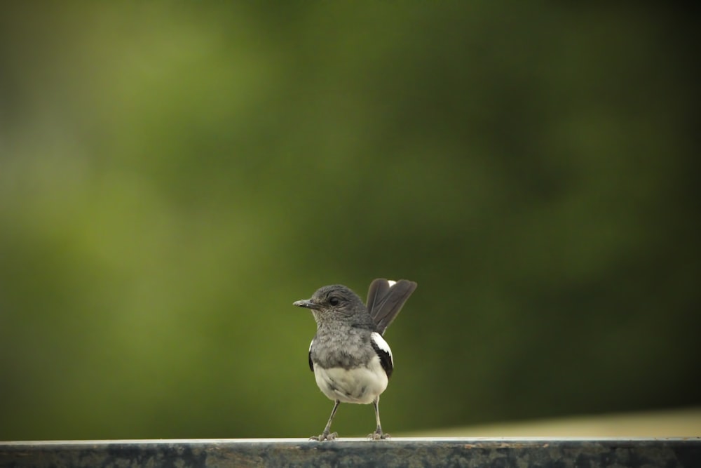 a small bird standing on top of a metal rail