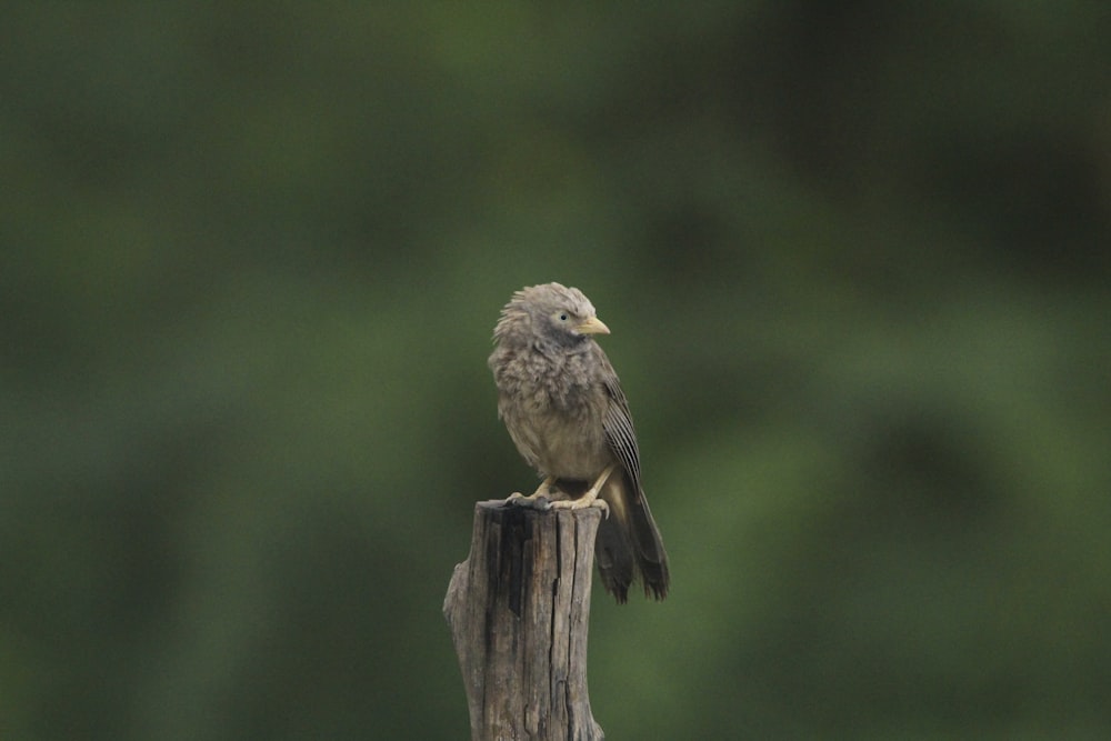 a small bird sitting on top of a wooden post