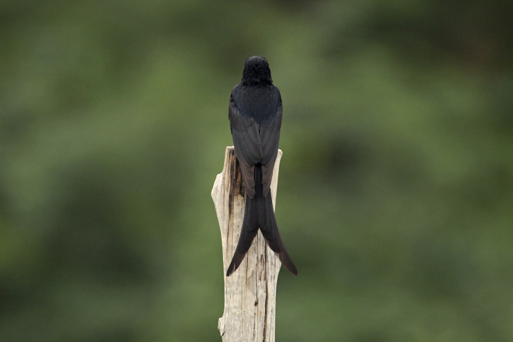 a black bird sitting on top of a wooden post