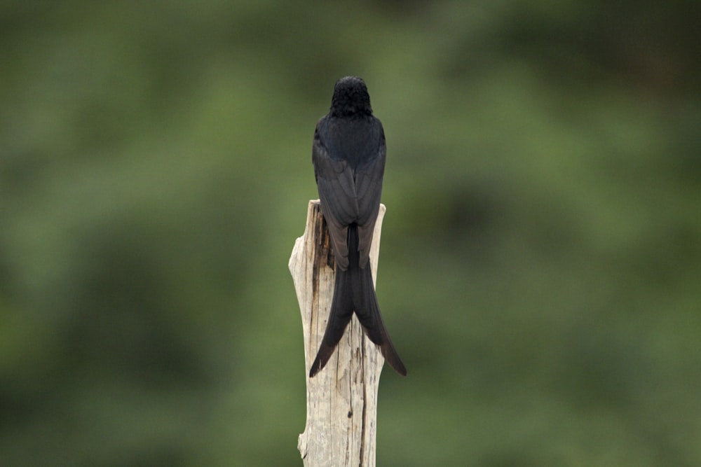un oiseau noir assis au sommet d’un poteau en bois