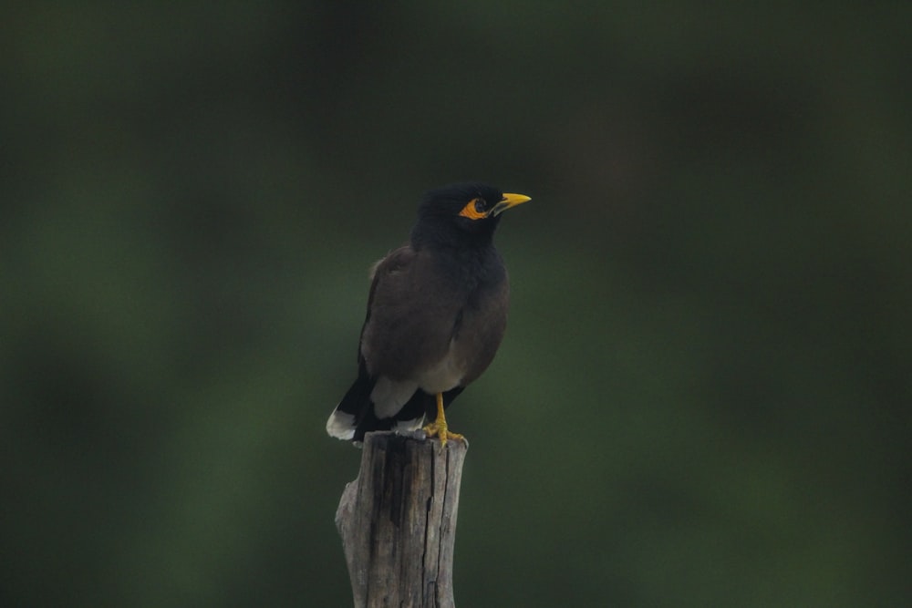 a bird sitting on top of a wooden post