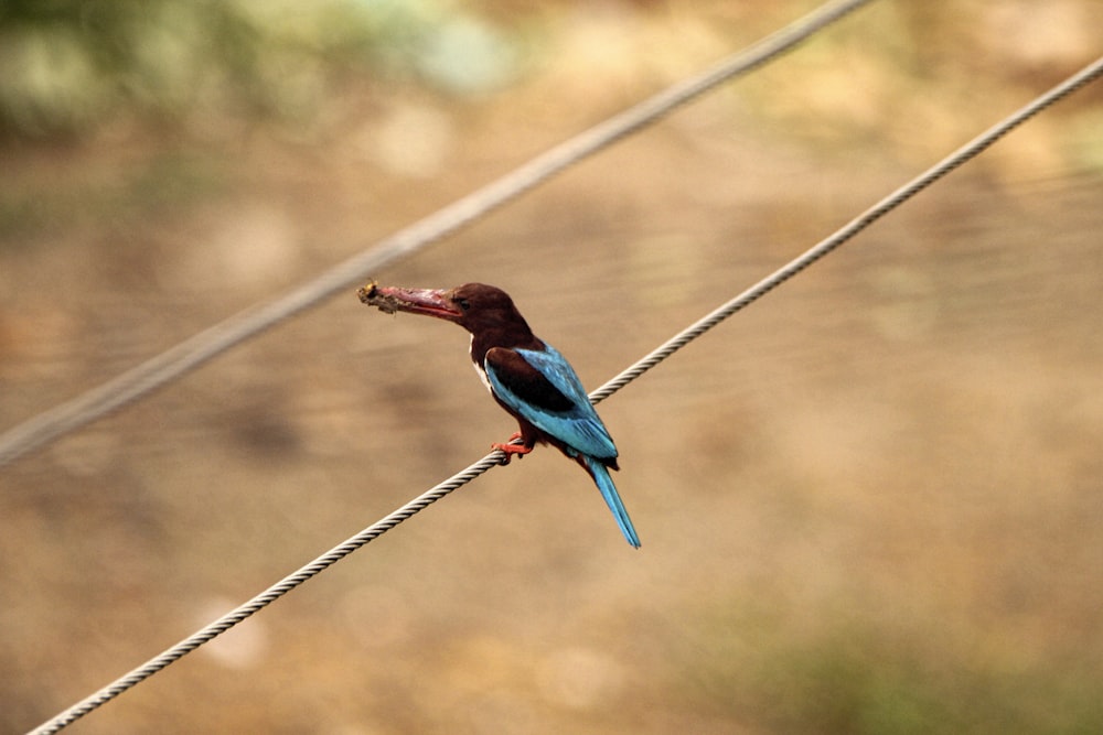 un pájaro azul y marrón sentado en un alambre