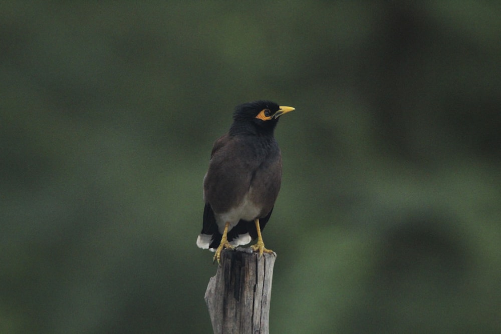 a bird sitting on top of a wooden post