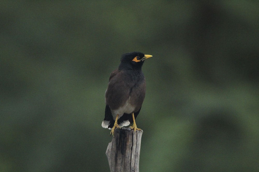 ein Vogel, der auf einem Holzpfosten sitzt