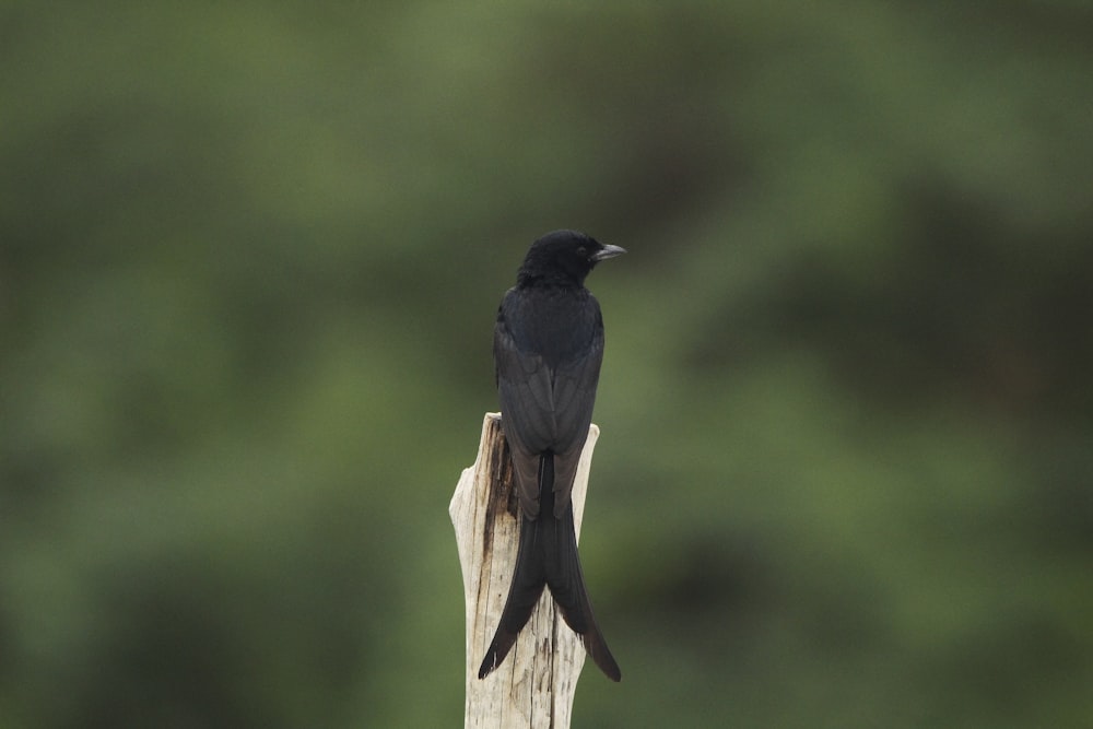 un oiseau noir assis au sommet d’un poteau en bois