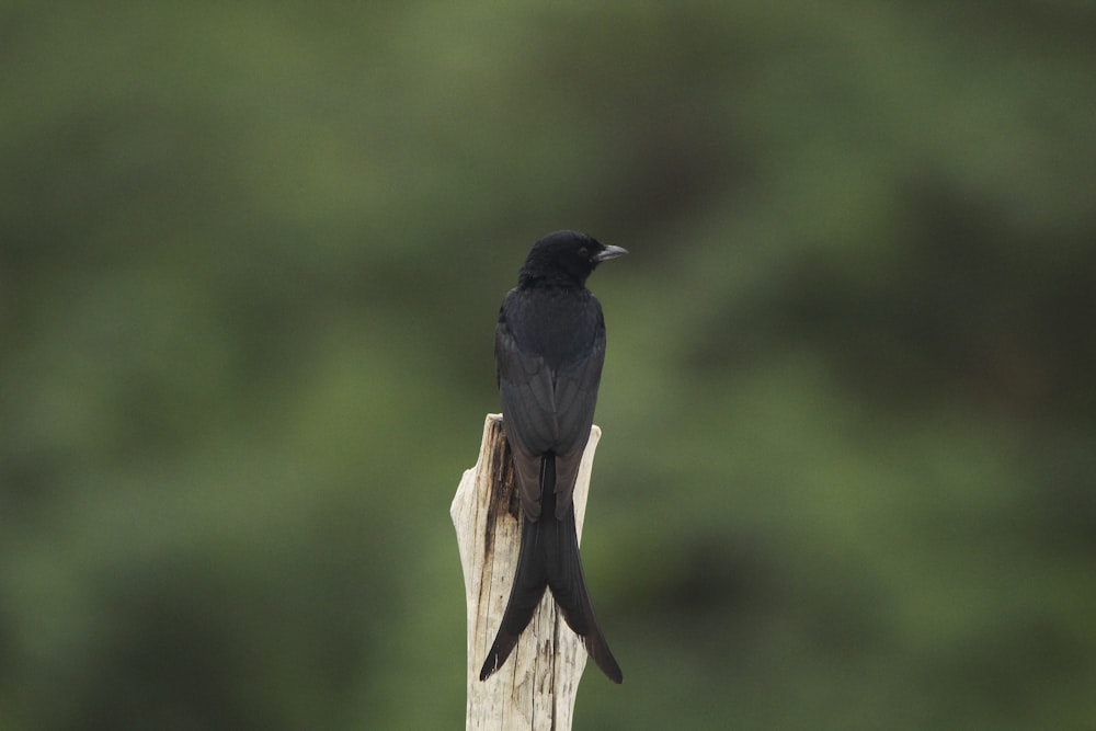 a black bird sitting on top of a wooden post