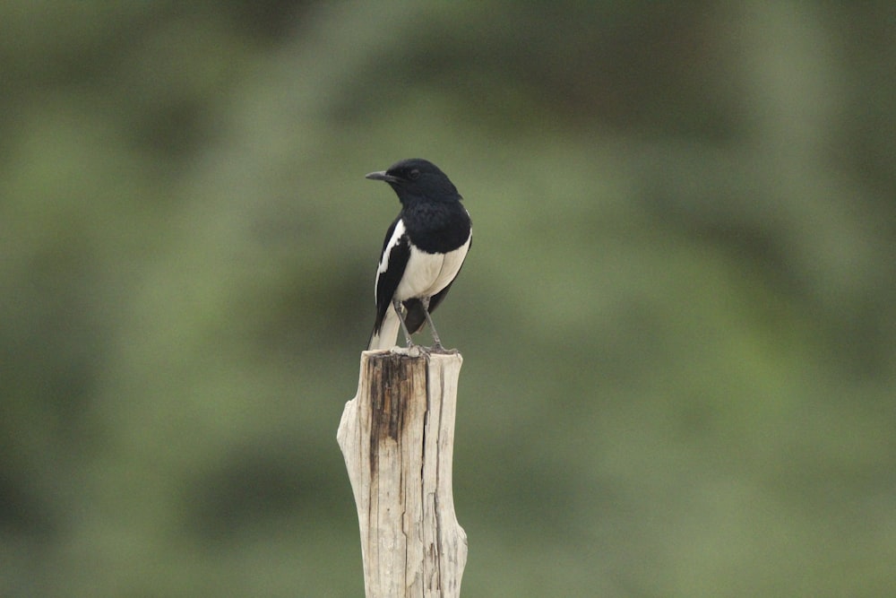 a black and white bird sitting on top of a wooden post