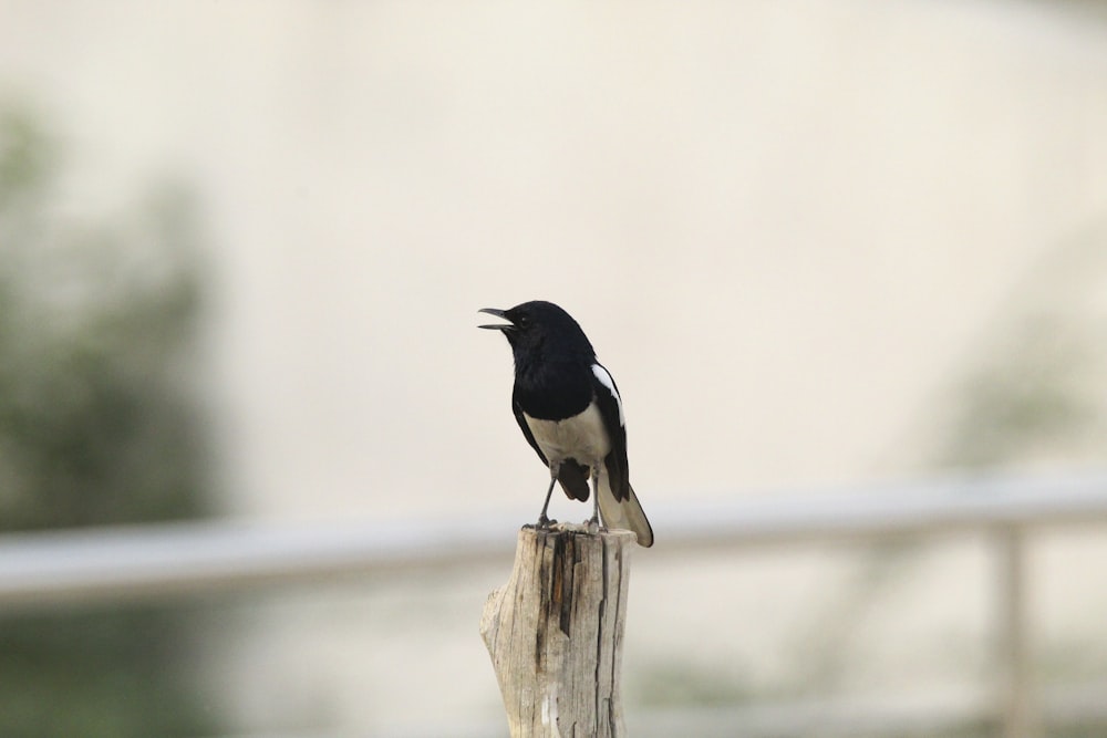a small black and white bird sitting on a piece of wood